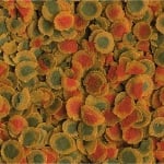 TetraPro Energy Crisps - Премиум клас храна за всички риби -  различни разфасовки