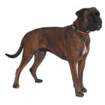 SOLAR NIGHT COLLAR-соларен цветен нашийник за куче с включено USB - два размера