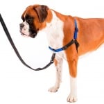 Нагръдник за куче Ferplast COACH P  - различни размери и цветове