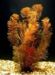 Myriophyllum tuberculatum Мирофилум червен