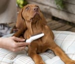 Гребен за бълхи за кучета и котки със къса и средно дълга козина Ferplast Gro 5753