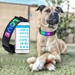 Doggy Village, Интерактивен светещ нашийник за кучета с цветен LED дисплей