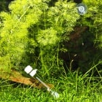 JBL PlaCollect -капан за планарии