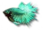 Betta splendens m green XL