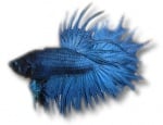 Betta splendens m blueXL