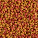 "Cichlid Colour" - Насипна гранулирана храна за Цихлидди