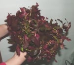 Ludwigia repens 'Rubin'