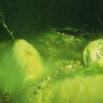 JBL ALGOPOND FORTE 500ML - ПРЕПАРАТ ЗА ПРЕЧИСТВАНЕ НА ВОДАТА ОТ АЛГАЕ