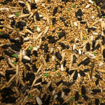 Храна за среден папагал Амазония