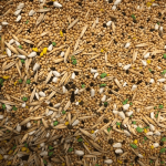 Храна за вълнист папагал Амазония