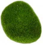 Aqua Nova Декорация 98#6-4  6x5 cm, 