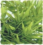 Терариумно растение Zoo-Med - Мадагаскарски бамбук