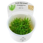 Pogostemon erectus 1-2-Grow!