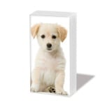 Кърпичка за нос SNIFF, пак.10 