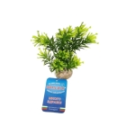 Растение Papirus Medium 15см от Sydeco, Франция