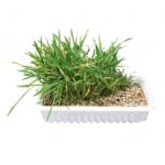 Трева за котки 100гр.