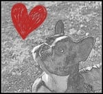 Крум - the French bullldog