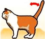 Опашката се повдига и люлее