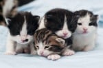 4 малки котенца