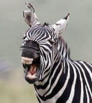 "Гладен съ-ъ-ъ-ъ-м"