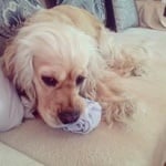 Моята принцеса