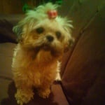 Миси - ши-тцу