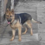 Немска овчарка