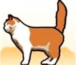 Вдигната и настръхнала опашка