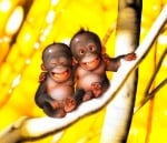 "Кажете зеле-е-е"