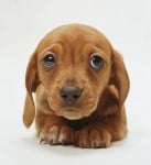 Уникалният поглед за направена пакост