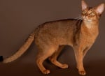 Абисинска котка