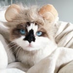 Алберт коте с ушички на мече