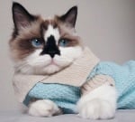 Алберт с пуловер