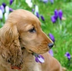 Алергични реакции при кучето - Първа помощ