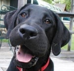 Алергия при кучето от ухапване от пчела