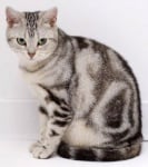 Американска късокосместа