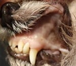 Анемия при Бабезиоза куче