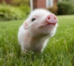 Анемия при новородените прасета