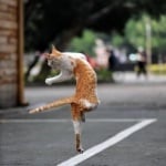 Боса по асфалта, вървя си ..."