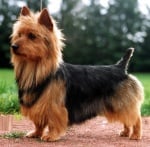 Австралийски териер