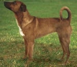 Австрийски късокосмест пинчер