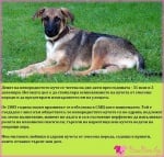 31 юли и 2 декември - Ден на непородистото куче