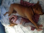 Бебе и куче спят заедно