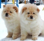 Бебета чау чау