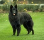 Грюнендал - белгийска овчарка