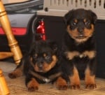 Бели петна ротвайлер