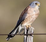 Белошипа ветрушка открита в Източна България