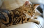 Бенгалска котка