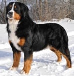 Бернско пастирско куче