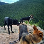 Бездомни кучета в Сочи, осиновяване